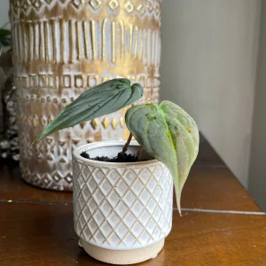 Velvet Leaf Philodendron Micans Live Plant - Unique Tropical Houseplant - Image 4