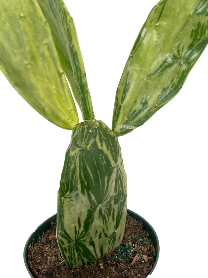 mini calathea Mini Calathea Orbifolia Houseplant – OH SO Floral main image 1