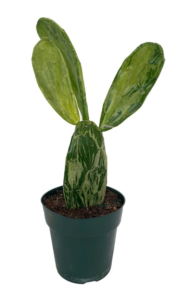 Velvet Opuntia Nopal Cactus Live Plant - Edible, Spineless, 6 inch Pot - Image 1