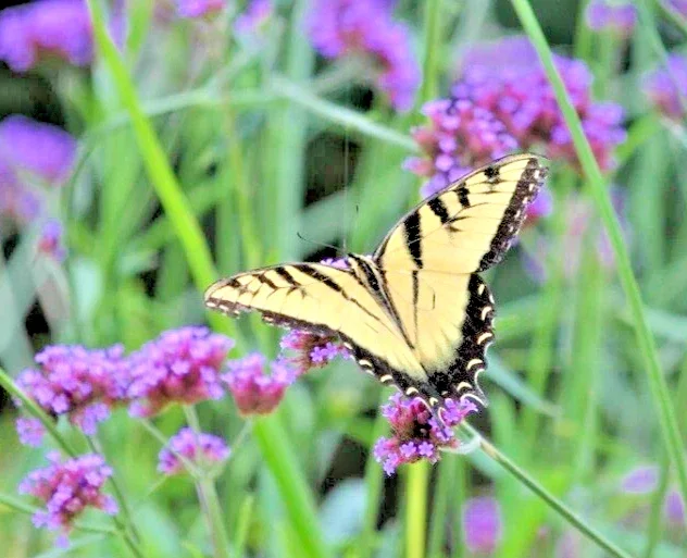Verbena bonariensis Purpletop Vervain Flower Seeds - Tender Perennial Purple - Non-GMO 500 Seeds - Outdoor - Image 1