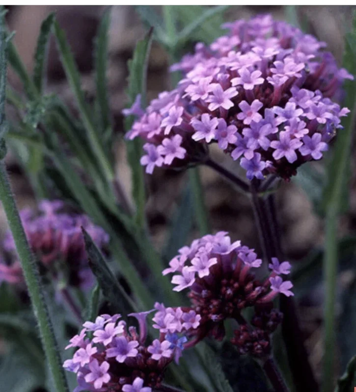 Verbena bonariensis Purpletop Vervain Flower Seeds - Tender Perennial Purple - Non-GMO 500 Seeds - Outdoor - Image 3