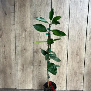 Vernia Sweet Orange Tree Live Plant - Grafted, 1/2 Gallon Pot, Outdoor Fruit Tree - Image 10