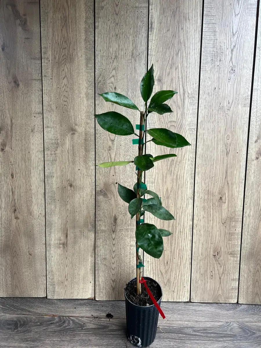 Vernia Sweet Orange Tree Live Plant - Grafted, 1/2 Gallon Pot, Outdoor Fruit Tree - Image 10