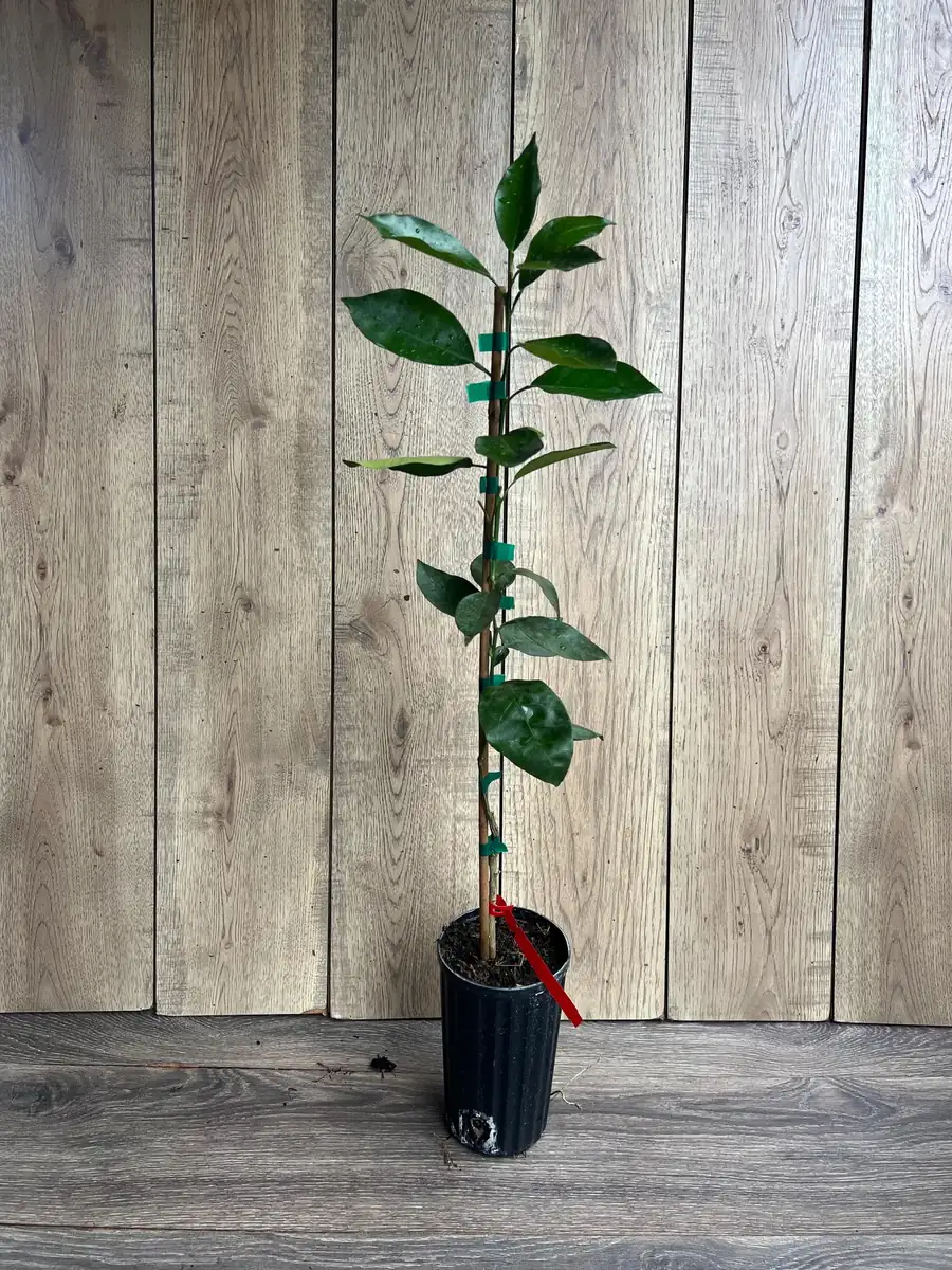 Vernia Sweet Orange Tree Live Plant - Grafted, 1/2 Gallon Pot, Outdoor Fruit Tree - Image 2