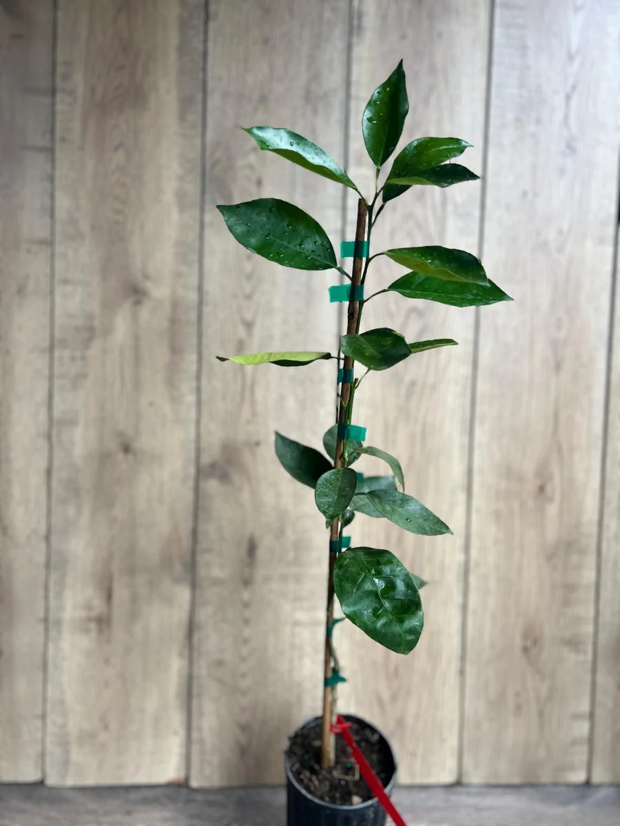 Vernia Sweet Orange Tree Live Plant - Grafted, 1/2 Gallon Pot, Outdoor Fruit Tree - Image 4