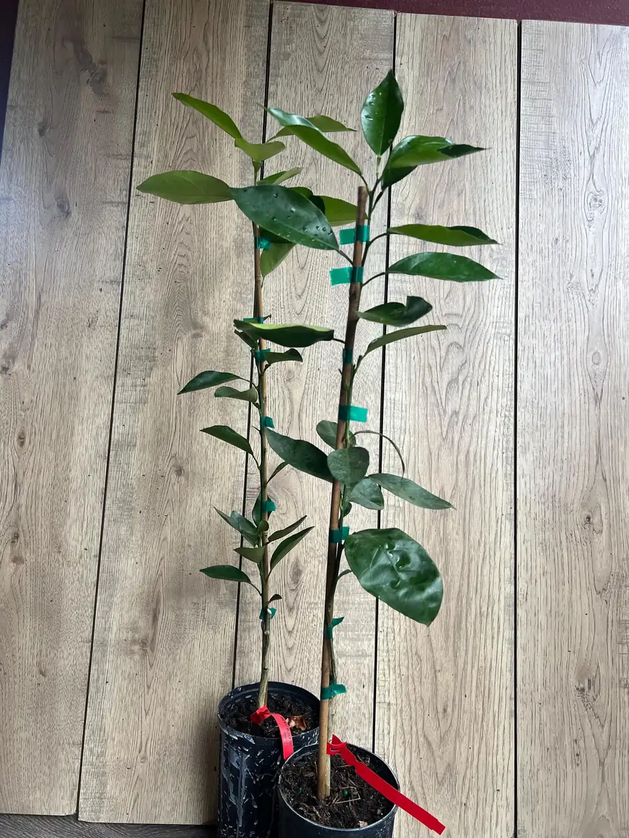 Vernia Sweet Orange Tree Live Plant - Grafted, 1/2 Gallon Pot, Outdoor Fruit Tree - Image 5