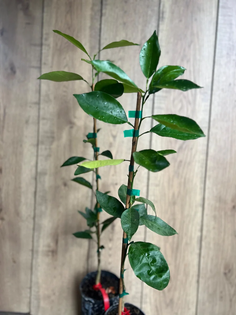 Vernia Sweet Orange Tree Live Plant - Grafted, 1/2 Gallon Pot, Outdoor Fruit Tree - Image 6