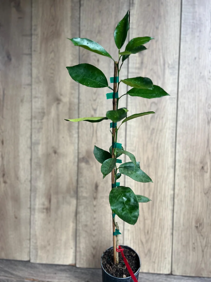 Vernia Sweet Orange Tree Live Plant - Grafted, 1/2 Gallon Pot, Outdoor Fruit Tree - Image 8
