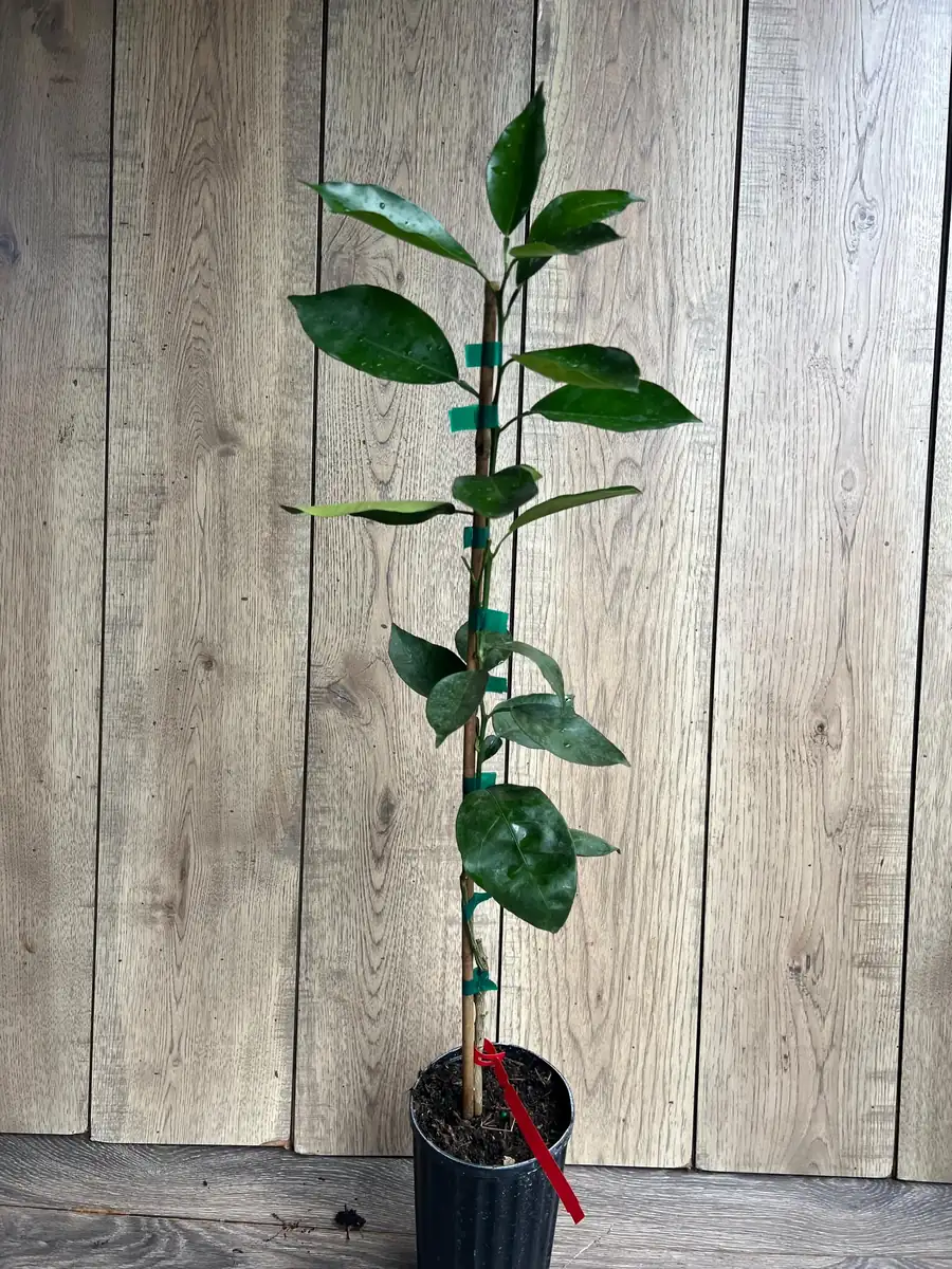 Vernia Sweet Orange Tree Live Plant - Grafted, 1/2 Gallon Pot, Outdoor Fruit Tree - Image 9