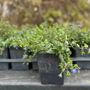 Veronica Georgia Blue Live Plant - Creeping Speedwell Perennial Groundcover - Quart Pot - Image 2