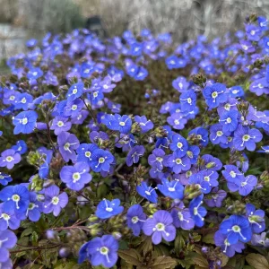 Veronica Georgia Blue Live Plant - Creeping Speedwell Perennial Groundcover - Quart Pot - Image 1