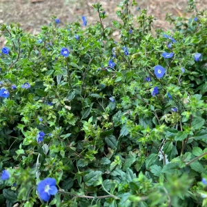 Veronica Georgia Blue Live Plant - Creeping Speedwell Perennial Groundcover - Quart Pot - Image 4