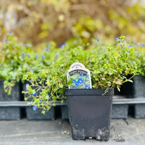 Veronica Georgia Blue Live Plant - Creeping Speedwell Perennial Groundcover - Quart Pot - Image 5