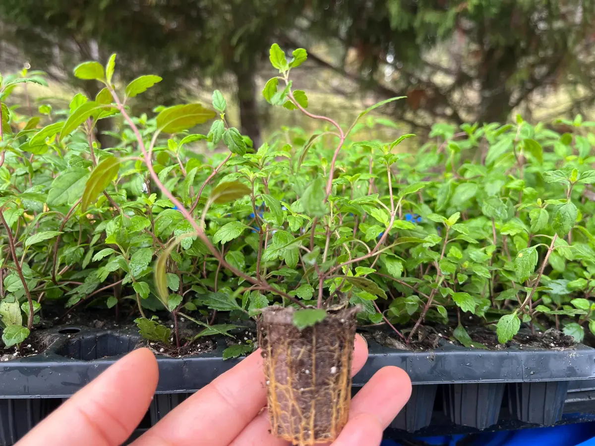 Veronica Georgia Blue Live Plant - Evergreen Groundcover with Blue Flowers - 1 inch Plug - Image 2