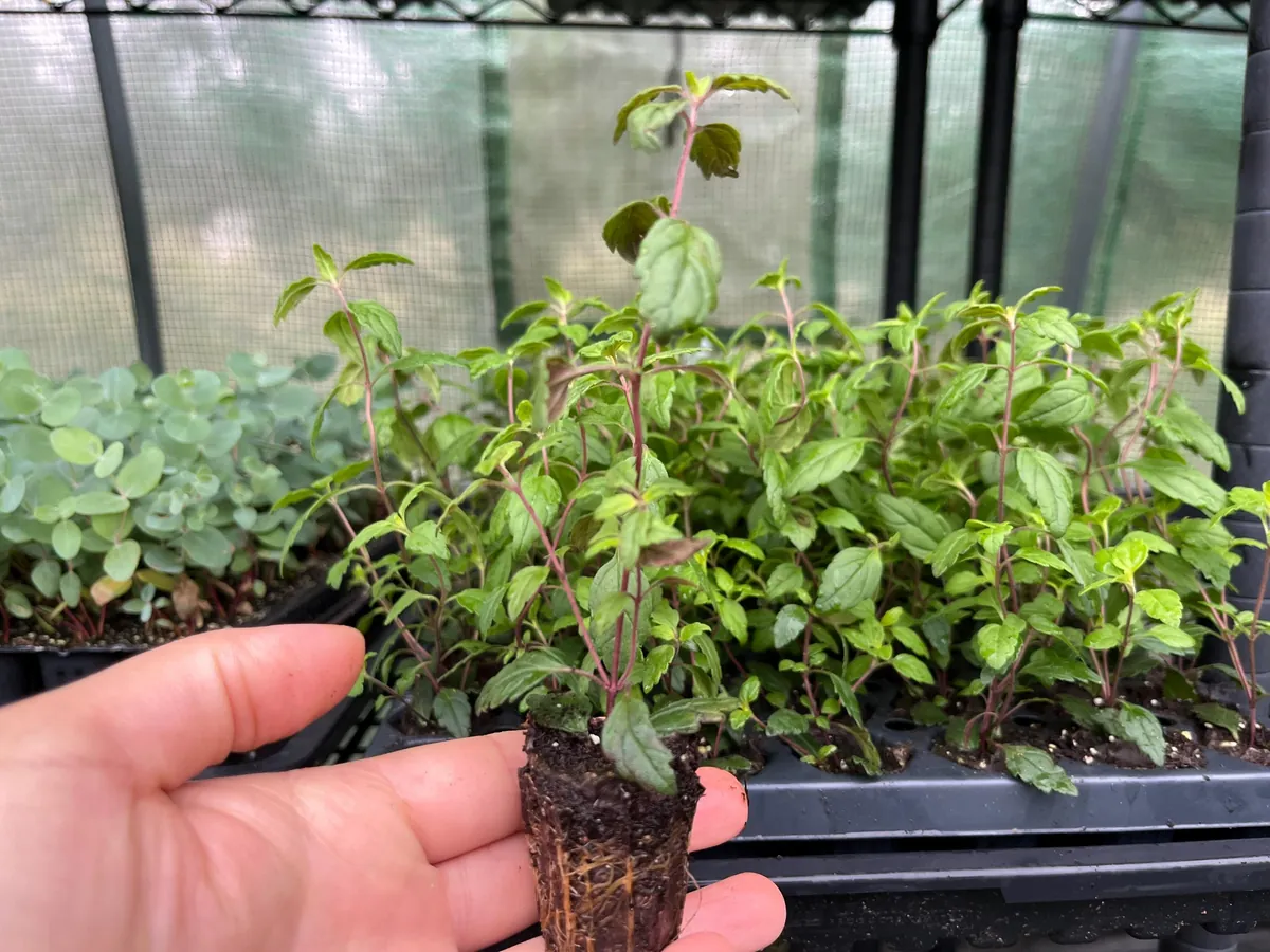 Veronica Georgia Blue Live Plant - Evergreen Groundcover with Blue Flowers - 1 inch Plug - Image 3