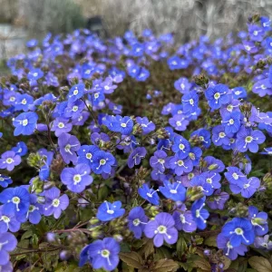 Veronica Georgia Blue Live Plant - Evergreen Groundcover with Blue Flowers - 1 inch Plug - Image 1