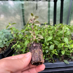 Veronica Georgia Blue Live Plant - Evergreen Groundcover with Blue Flowers - 1 inch Plug - Image 4