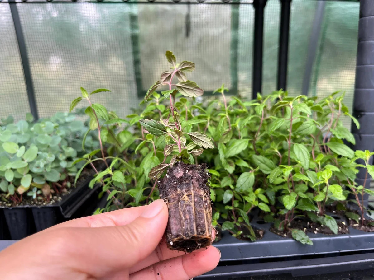 Veronica Georgia Blue Live Plant - Evergreen Groundcover with Blue Flowers - 1 inch Plug - Image 4