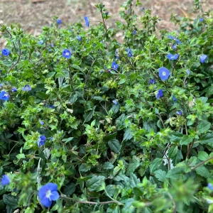 Veronica Georgia Blue Live Plant - Evergreen Groundcover with Blue Flowers - 1 inch Plug - Image 5
