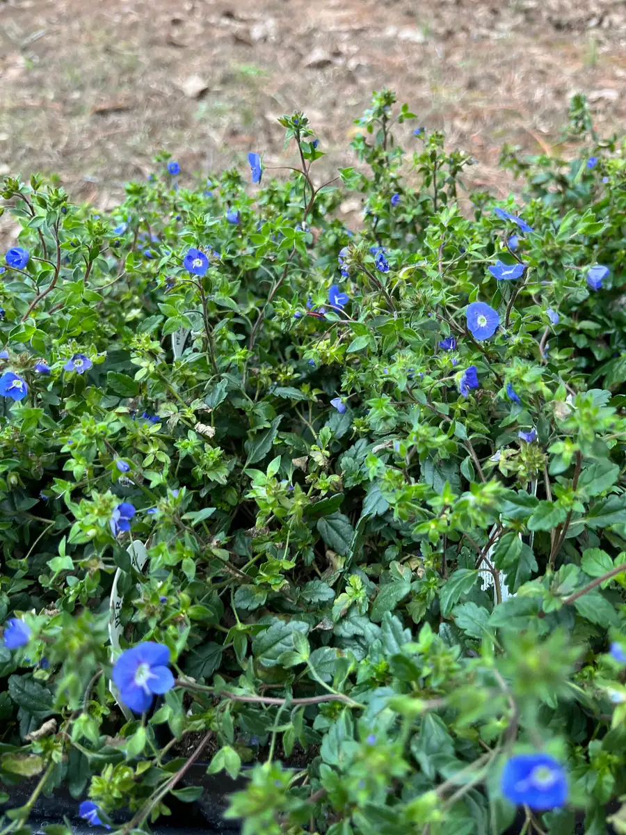 Veronica Georgia Blue Live Plant - Evergreen Groundcover with Blue Flowers - 1 inch Plug - Image 5