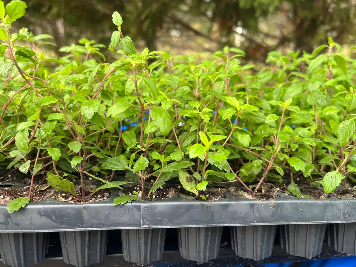 Veronica Georgia Blue Live Plant - Evergreen Groundcover with Blue Flowers - 1 inch Plug - Image 6