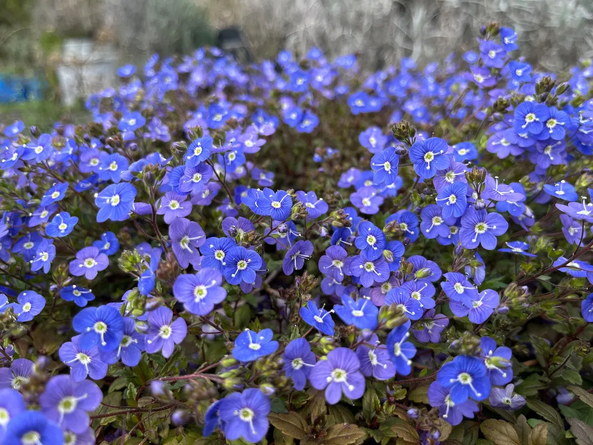 Veronica Georgia Blue Live Plant - Evergreen Groundcover with Blue Flowers - 1 inch Plug - Image 1