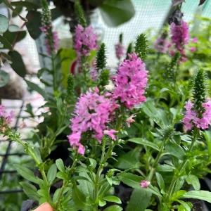 Veronica Speedwell Live Plant Plug - Long-Blooming Flowers for Pollinators - Image 10