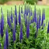Veronica Speedwell Live Plant Plug - Long-Blooming Flowers for Pollinators - Image 1