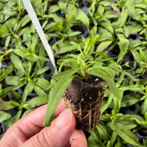 Veronica Speedwell Live Plant Plug - Long-Blooming Flowers for Pollinators - Image 2