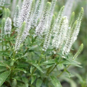 Veronica Speedwell Live Plant Plug - Long-Blooming Flowers for Pollinators - Image 3