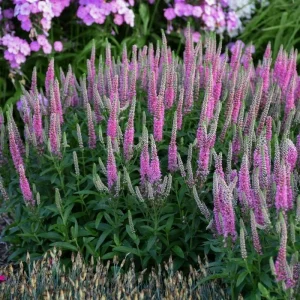 Veronica Speedwell Live Plant Plug - Long-Blooming Flowers for Pollinators - Image 7