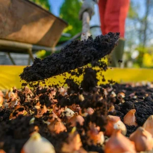 Victoria Falls Bearded Iris Live Plant - Reblooming Blue Perennial Rhizome - Image 2