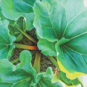 Victoria Rhubarb Bare Root Plant - Heirloom Perennial Vegetable - USDA Zones 3-8 - Image 4