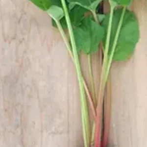 Victoria Rhubarb Bare Root Plant - Heirloom Perennial Vegetable - USDA Zones 3-8 - Image 7