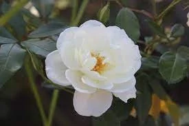 Victory White Camellia Live Plant - 4 inch Pot, Evergreen Shrub, White Flowers - Image 1
