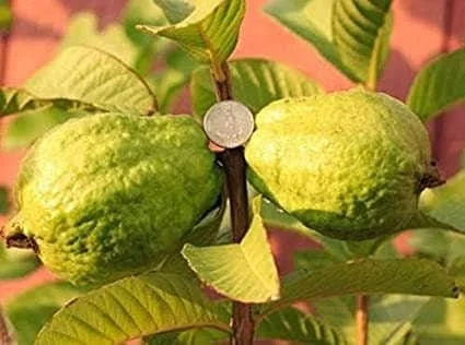 Vietnamese Giant White Guava Plant – Oi Xa Li Live Tree – 1 to 2 Feet Tall – Fruit Plant - Image 1