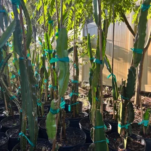 Vietnamese White Flesh Dragon Fruit Live Plant – 3 Gallon Pot – 2-3 Feet Tall - Image 2