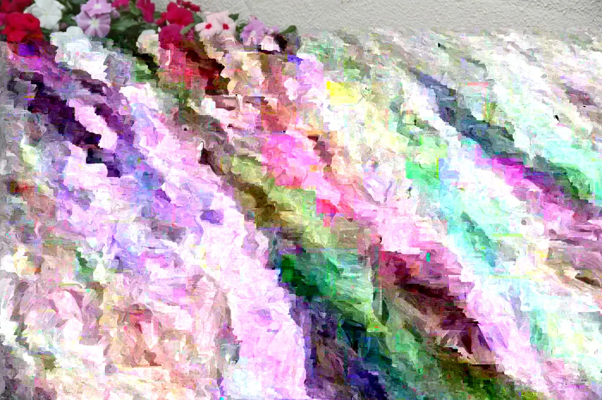 Vinca F-1 Mix Flower Seeds - 500 Seeds - Pink, Purple, White - Outdoor Annual - Image 3