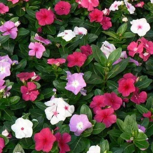 Vinca Higro F-1 Mix GL Seeds - 100 Count, Pink, Purple, White Annual Flowering - Image 1