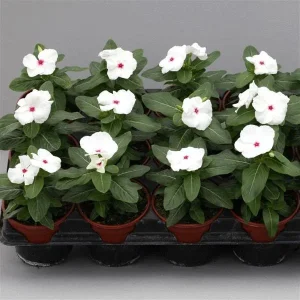 Vinca Hotlik Peppermint Seeds - 500 Count Annual Flower Seeds Outdoor - Image 3