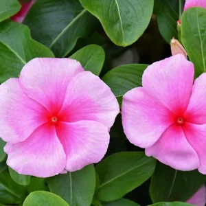 Vinca Logro Watermelon GL Seeds - 100 Count Annual Flower Seeds for Outdoor - Image 1