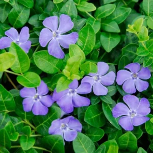 Vinca Minor Live Plant - Creeping Myrtle Evergreen Groundcover - 4