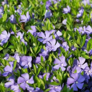 Vinca Minor Live Plant - Creeping Myrtle Evergreen Groundcover - 4