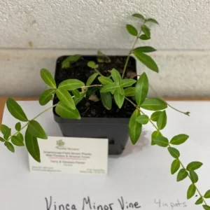 Vinca Minor Live Plant - Creeping Myrtle Evergreen Groundcover - 4