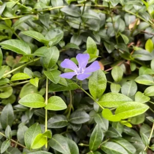 Vinca Minor Live Plant - Evergreen Groundcover, 4" Pot, Outdoor Periwinkle - Image 2