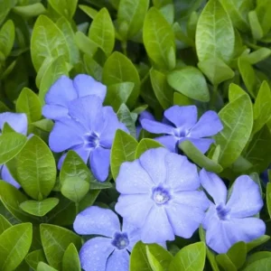 Vinca Minor Live Plant - Evergreen Groundcover, 4