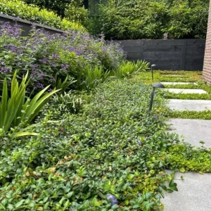 Vinca Minor Live Plant - Evergreen Groundcover, 4