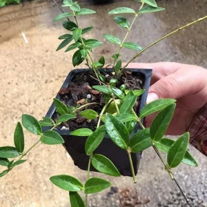 Vinca Minor Live Plant - Evergreen Groundcover, 4