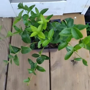 Vinca Minor Live Plant - Evergreen Groundcover, 4