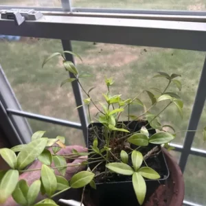 Vinca Minor Live Plant - Evergreen Groundcover, 4